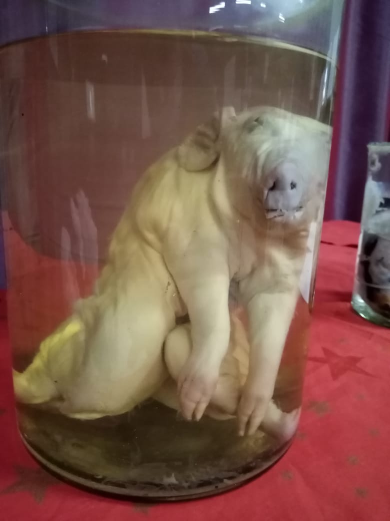 Анатомический препарат